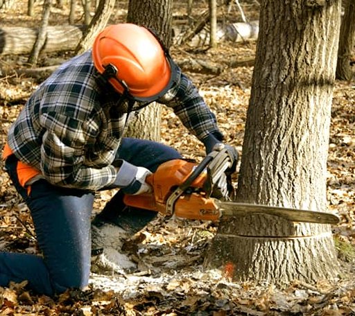 Tree Removal in Casar, NC